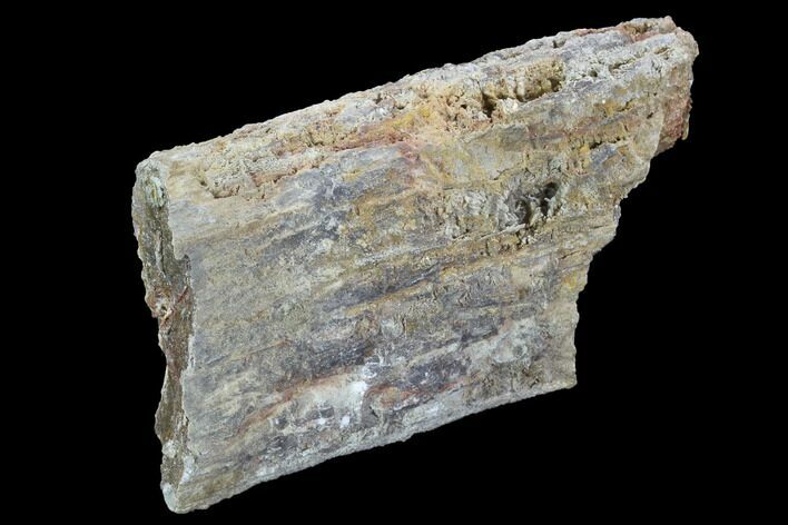 Devonian Petrified Wood (Callixylon) Section - Oldest True Wood #91783